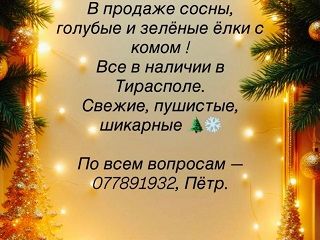 Новогодние елочки - 2026 года