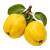 Айва