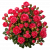 Бордюрные и Спрей розы (флорибунда, миниатюрные, почвопокровные)