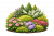 Декоративные кустарники