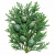 Кипарисовые