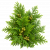 Туи