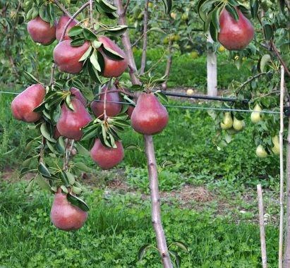 Груша Алессия