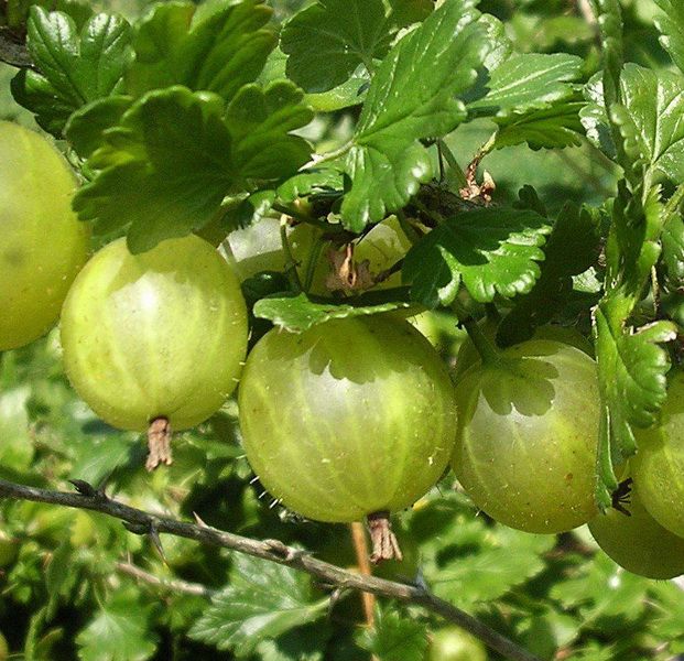 Крыжовник Донецкий крупноплодный