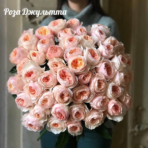 Роза на штамбе Джульетта