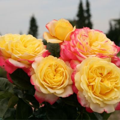 Роза Юбилей Кордеса