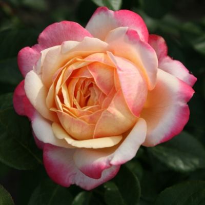 Роза Юбилей Кордеса