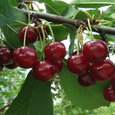 Вишня Памяти Вавилова