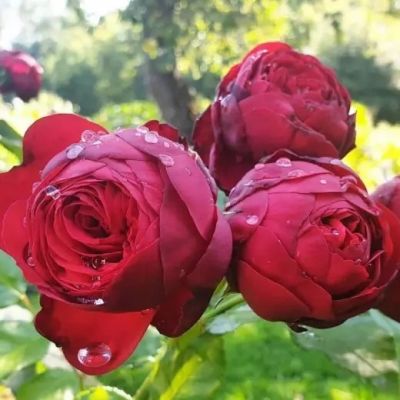 Роза Ред Пиано