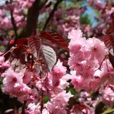 Сакура краснолистная Роял Бургунди