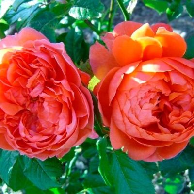 Роза Саммер Сонг