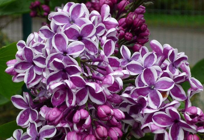 Сирень привитая Сенсация (сиреневая с белой каймой)