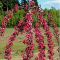 Яблоня плакучая Пендула