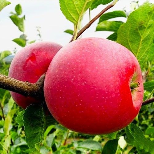 Яблоня Айдаред