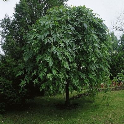 Ясень обыкновенный