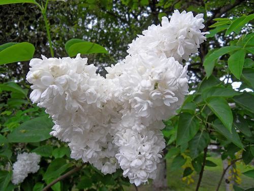 Сирень привитая Жанна Дарк (махровая)